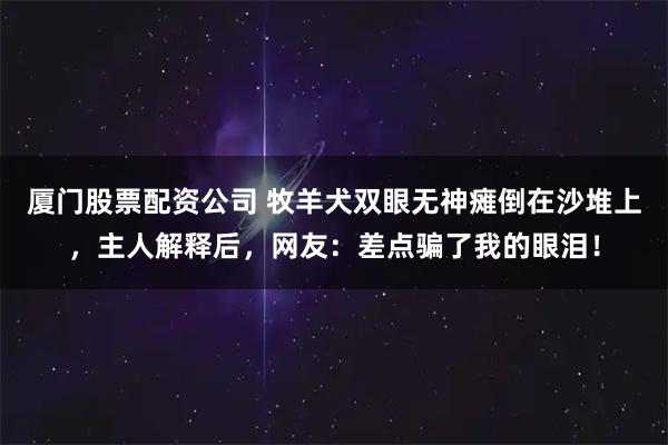 厦门股票配资公司 牧羊犬双眼无神瘫倒在沙堆上，主人解释后，网友：差点骗了我的眼泪！